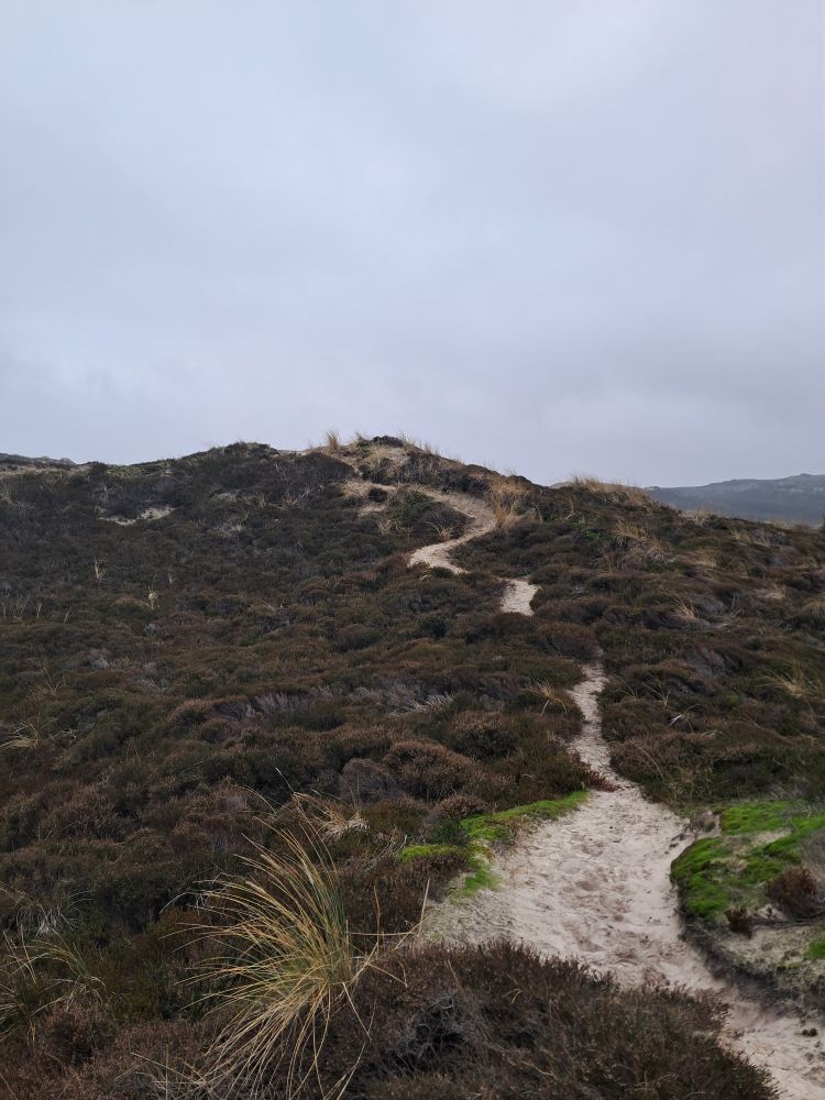 Sandy meandering path towards the top of a heath-covered sand dune. Grey sky
