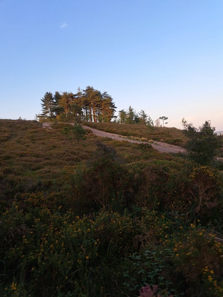Woodbury Common, looking up a steep hill with a gravel path towards a clump of pine(?) trees