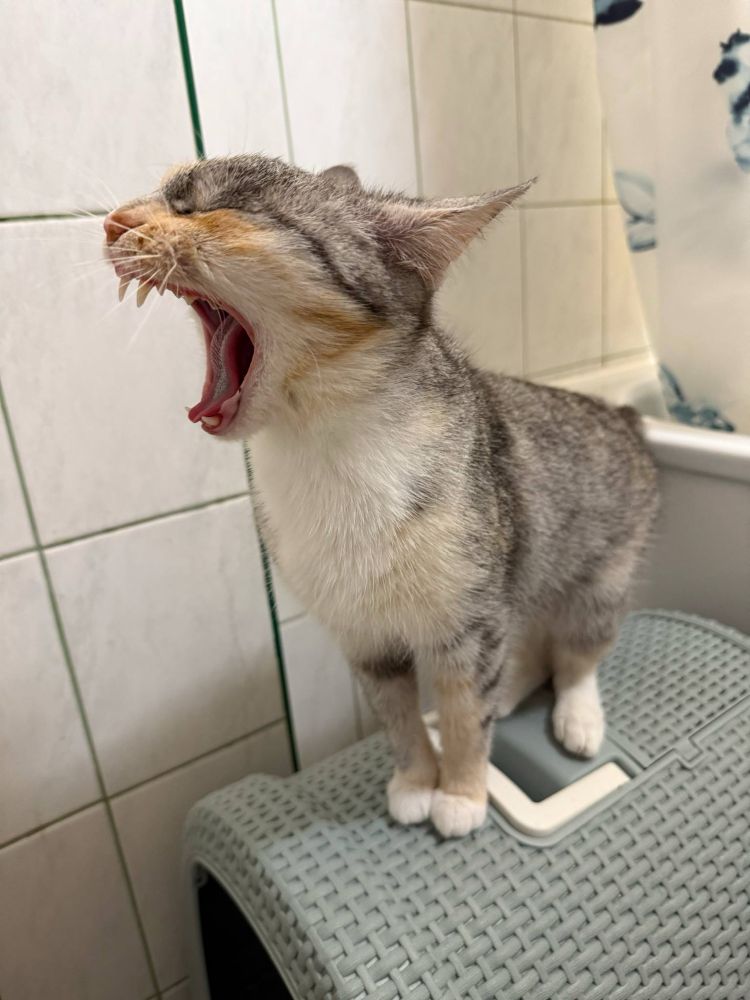 a cat yawning like his life depends on it