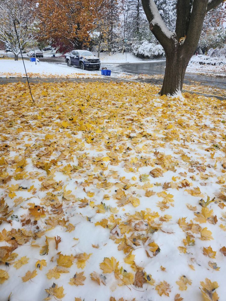 A front yard covered in snow, with yellowed maple leaves covering the snow.