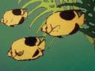 Tropical fish. They're yellow with black spots on their backs.