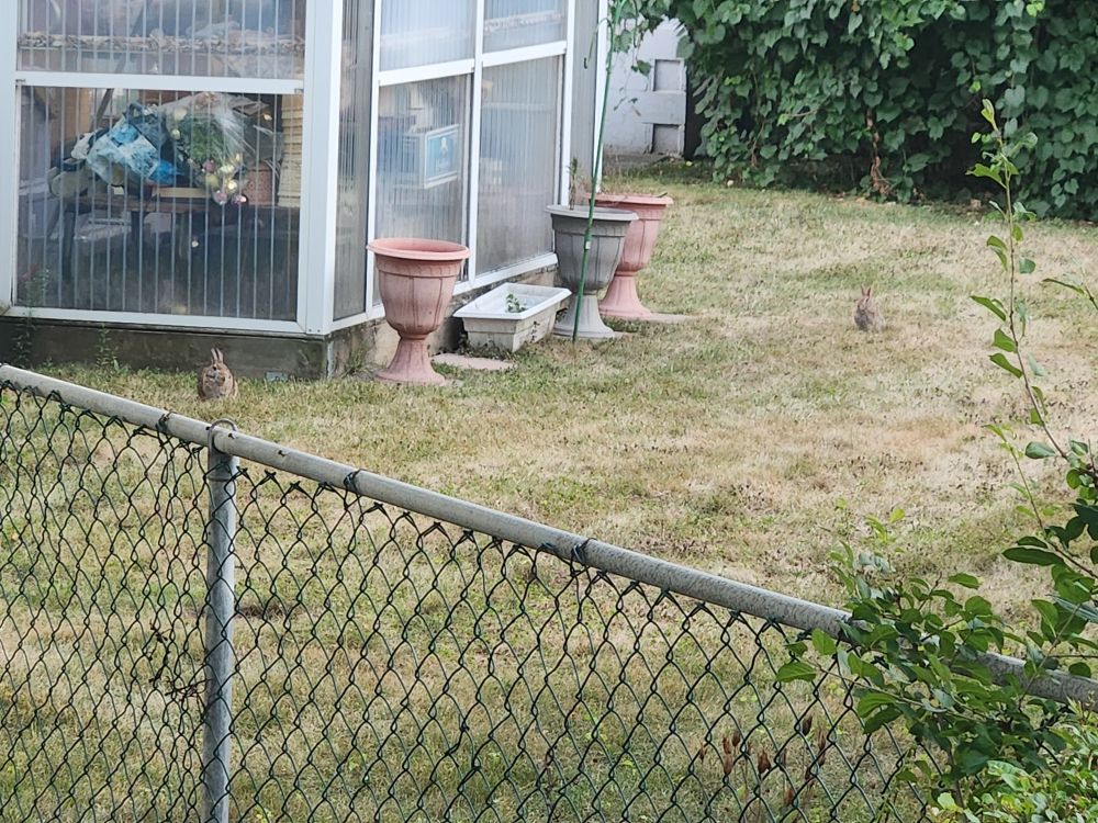 Two bunnies sitting alert in a fenced-in backyard