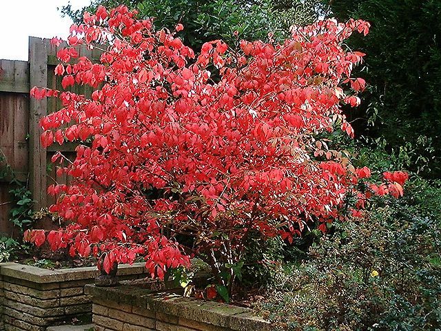 Euonymus alatus - Wikipedia