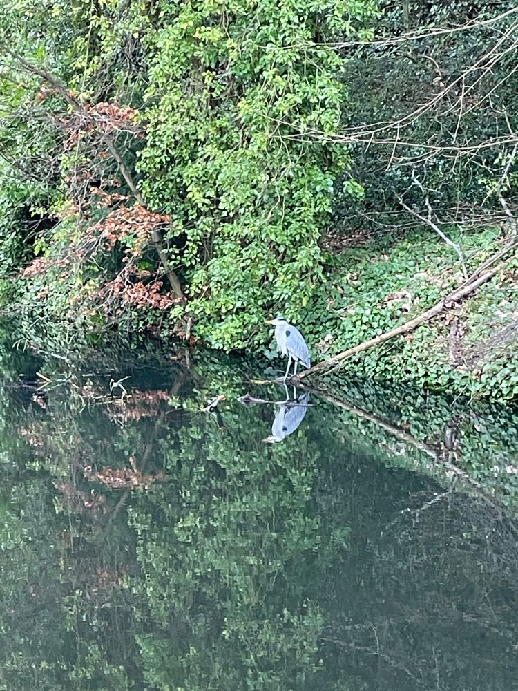 Picture of a heron on the canal bank