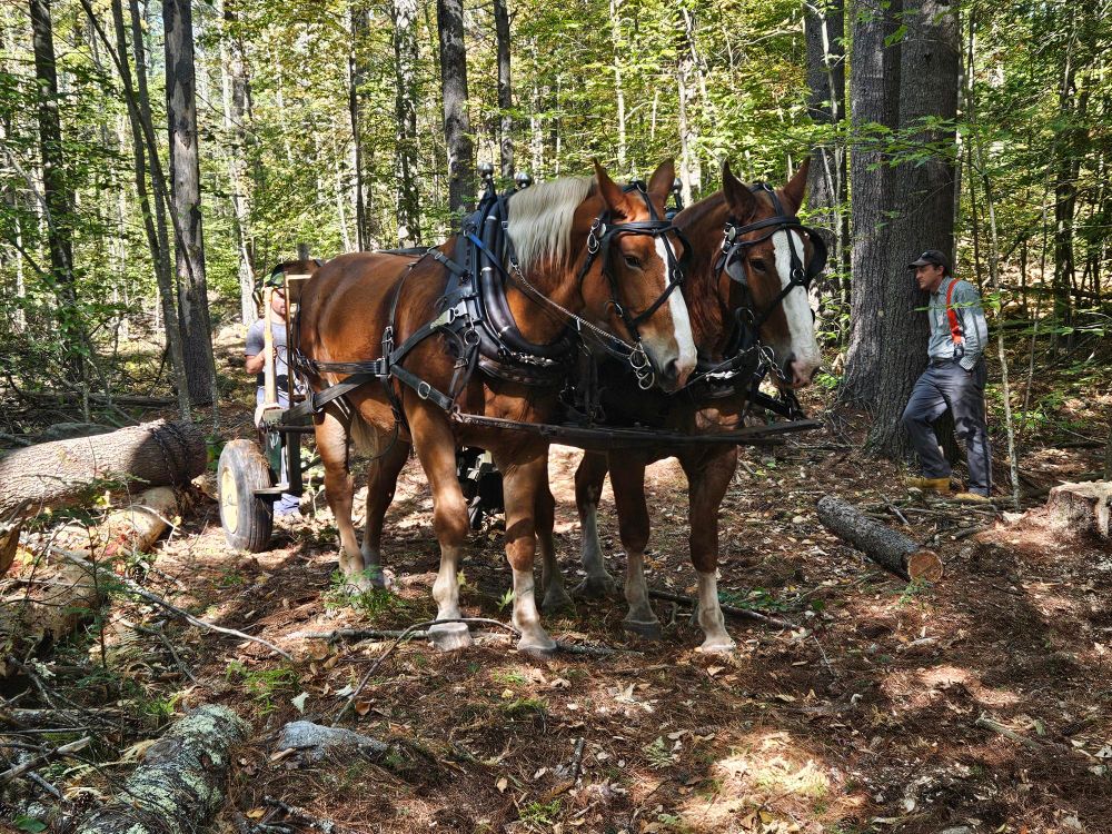 A pair of draft horses harnessed to a logging arch prepare to pull a log out of the woods