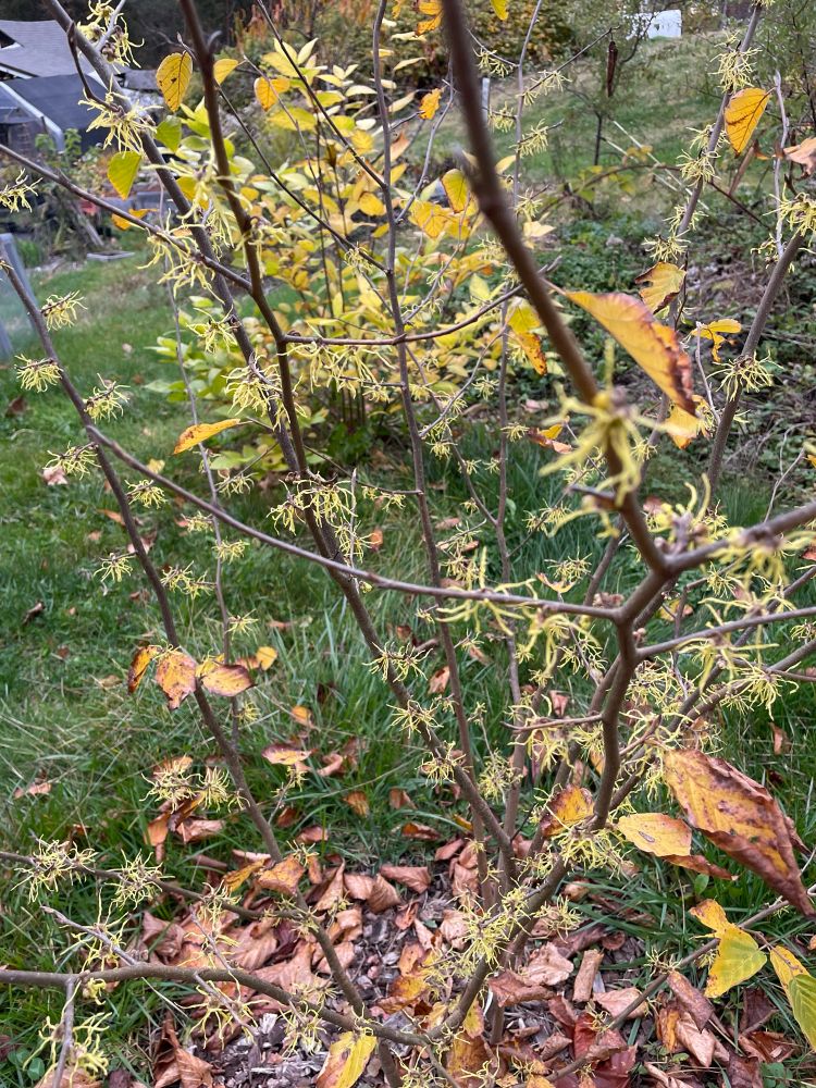 A witch hazel in bloom