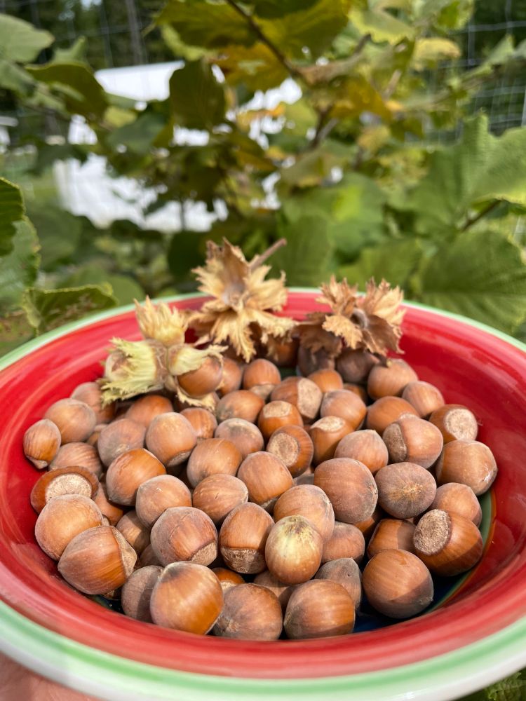 A red bowl with hazelnuts in front of a hazelnut bush