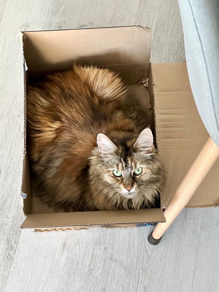 My cat sitting in a box and looking back at me. Some of her fur colour is close to the box’s colour.