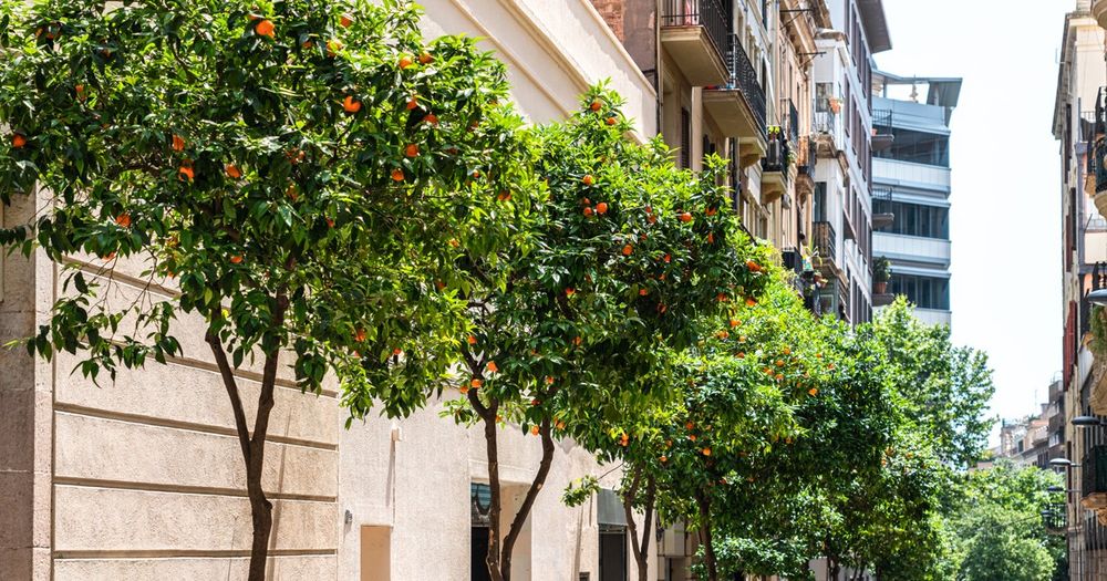 Orange trees in Spain