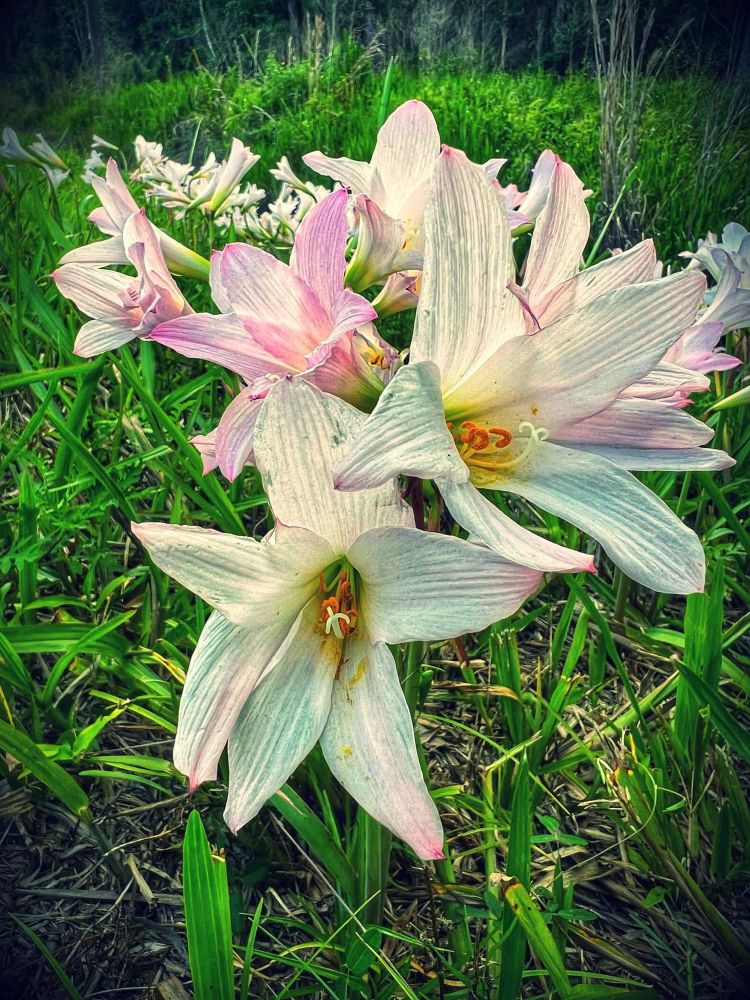 Beautiful pink and white rain lilies growing on a green lawn. 