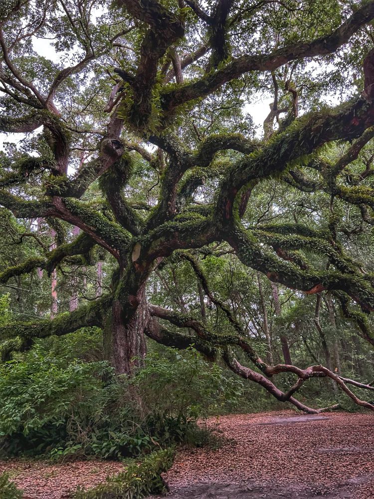 A beautiful oak tree laden with fresh resurrection fern on its curly limbs. The forest is behind the tree and the leaf strewn ground is in front of the tree.