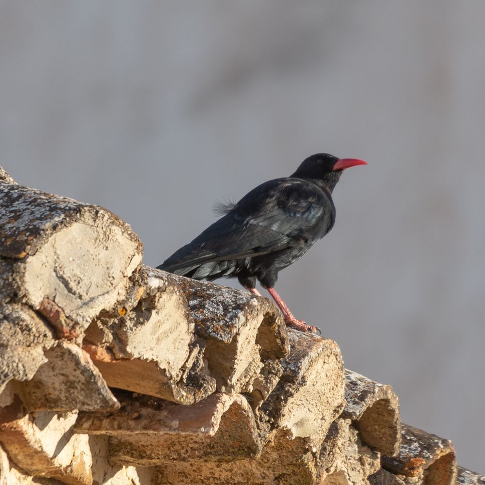 Una chova piquirroja posada sobre el alero de un tejado antiguo