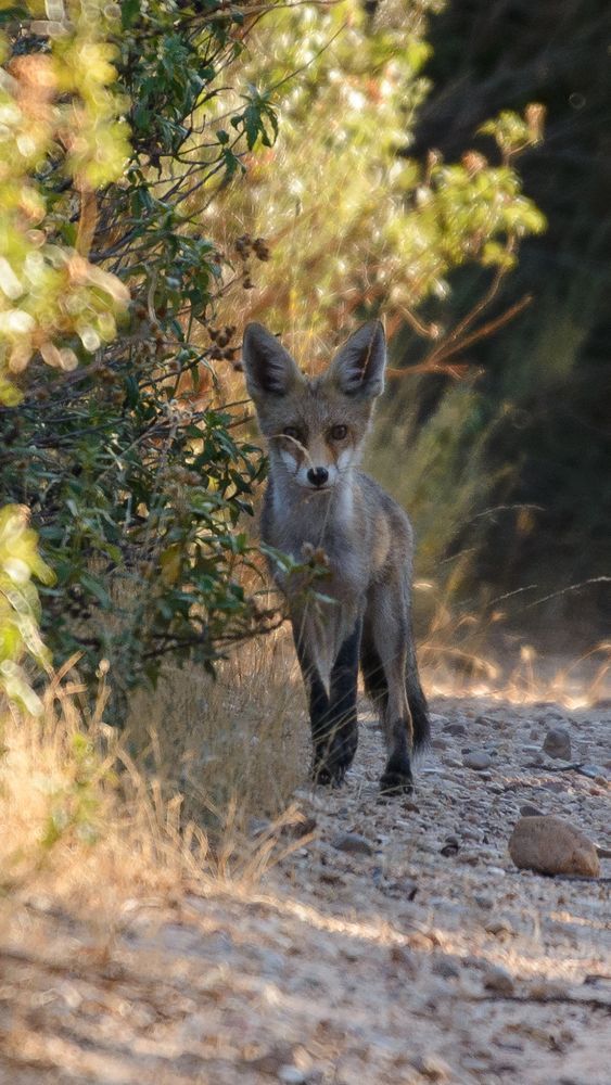 Un pequeño zorro aparece de pie junto al lidero poblado de arbustos de un camino de arena gruesa y piedras.