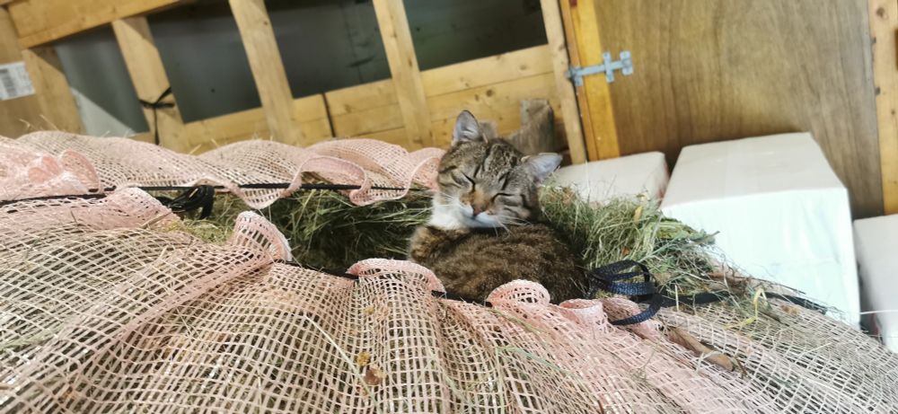 Katta Nevøen ligg bedagelig i ein stor sekk med høy 