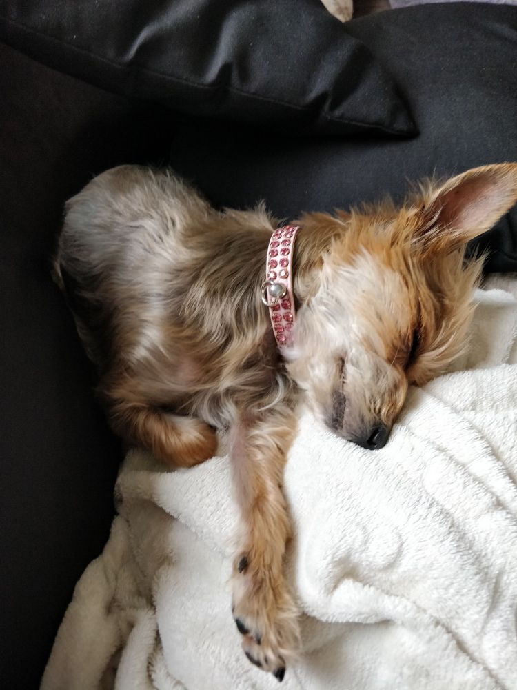 Photo d'une petite chienne, yorkshire, en train de dormir avec la patte avant gauche tendue, comme si elle prenait la pose