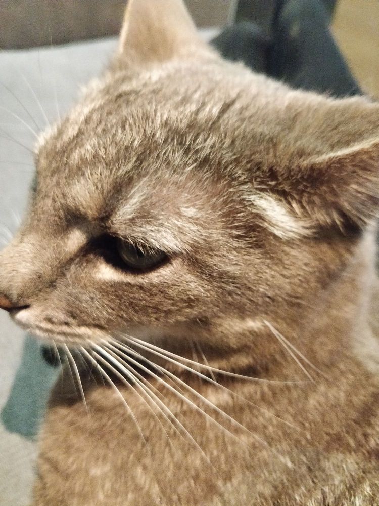 gros plan sur jin, un chat gris et bête mais assez mignon 