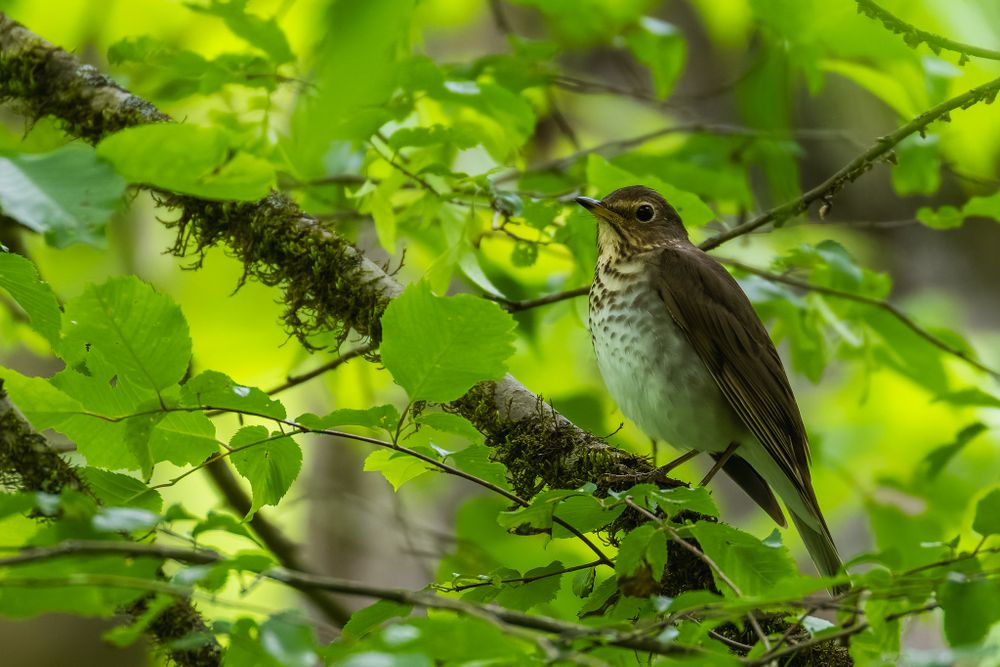 Brown and white bird with spots on its chest is perched on a branch against some green leaves.