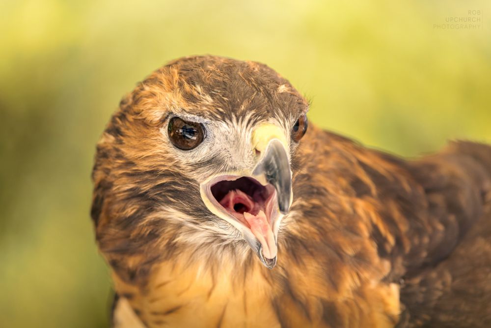 A close up of a reddish-brown hawk with brown eyes and an open mouth set against yellow-green background. 