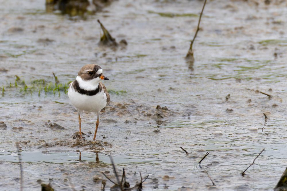 Small black and white bird standing in the mud looking right.