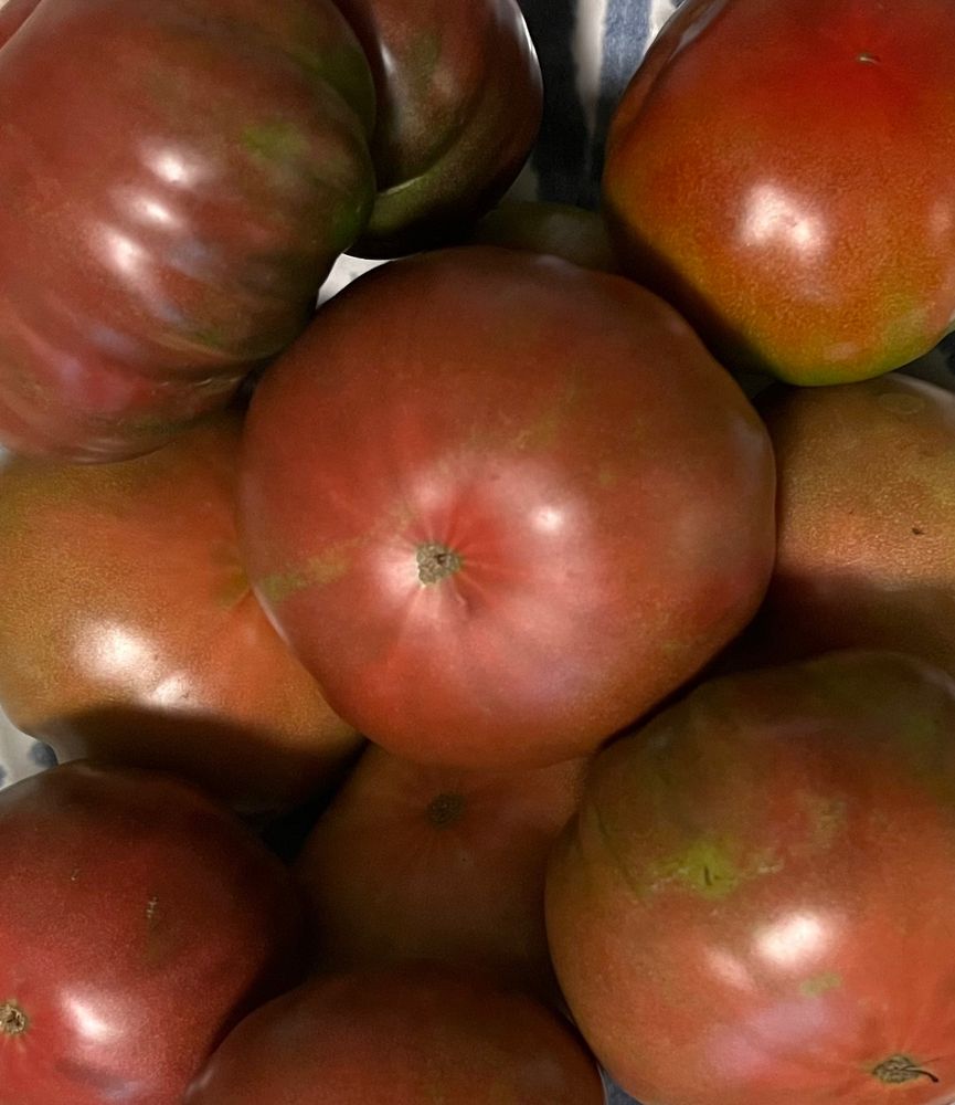 Zoomed in view of tomatoes in a bowl, stem ends down, all black/purple cultivars. Looking glossy and dark red shading to purple, green shoulders barely visible on one or two.
