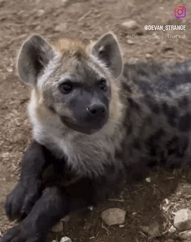 a hyena is laying down in the dirt and looking at the camera .