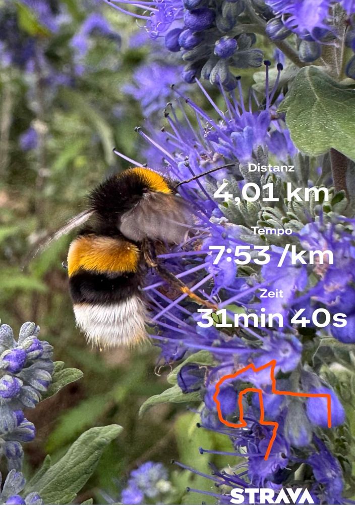 Mönchspfeffer mit Hummel 
Auf der rechten Seite sieht man Laufdaten von Strava 