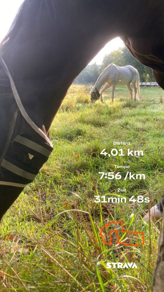 Blick auf eine Pferdekoppel 
Im Vordergrund ein Blick durch ein braunes Pferd (Hals und Vorderbeine) auf ein weiter hinten stehendes weißes Pferd. Rechts sieht man die Laufdaten von Strava 