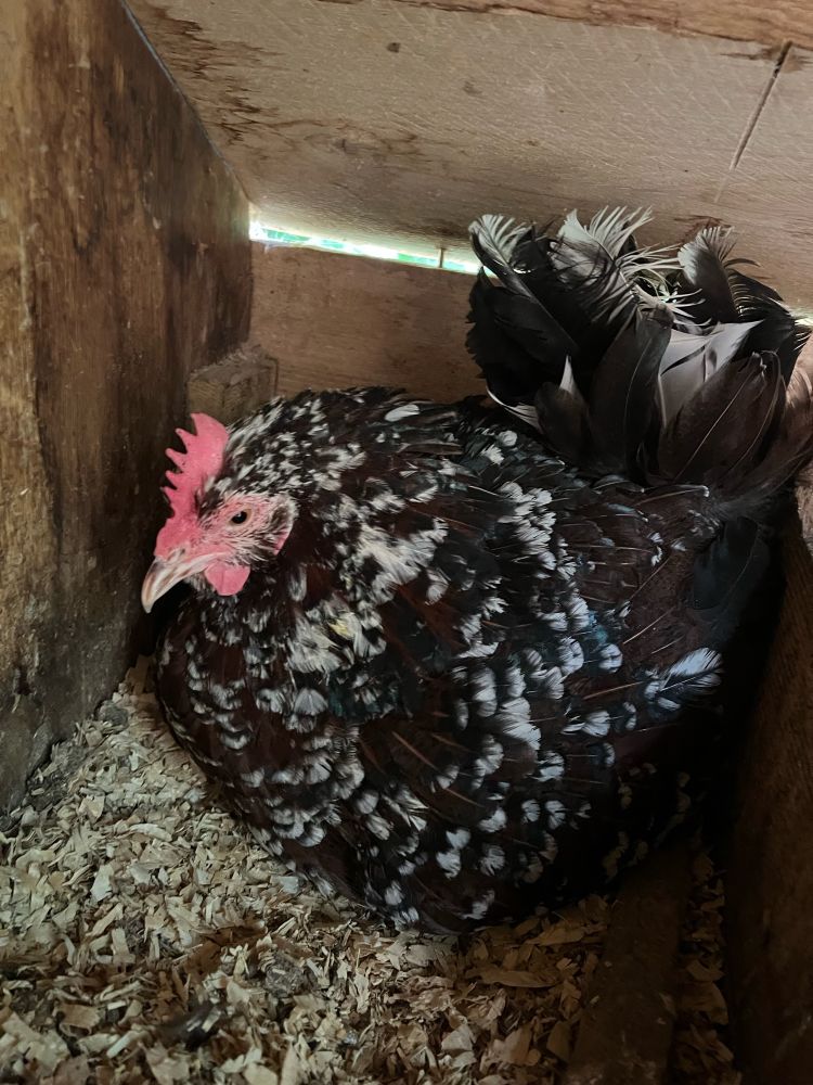 A reddish brown hen speckled with white sits in a nesting box, feathers all ruffled.