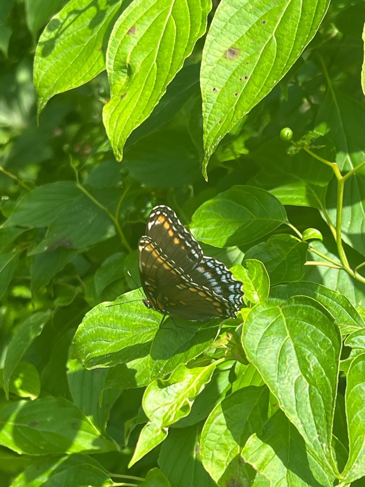 Dark-winged butterfly with orange-red and blue spots along the wing’s edges sitting on the tear-dropped shaped leaves of the dogwood tree.