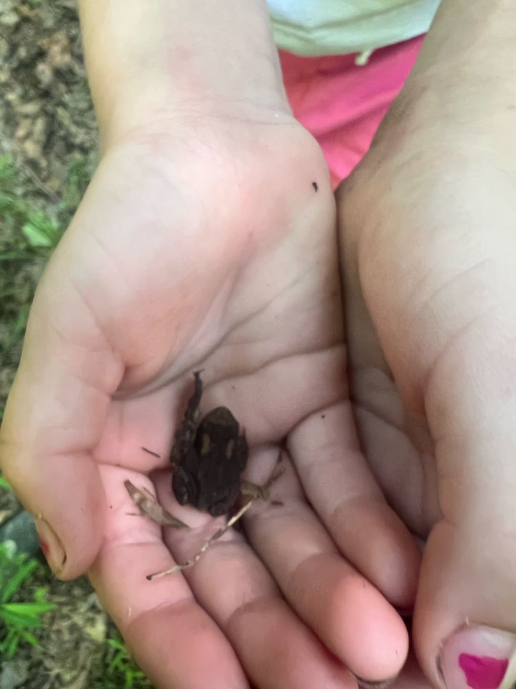 A tiny brown toad held in the small white hands of my spawn.