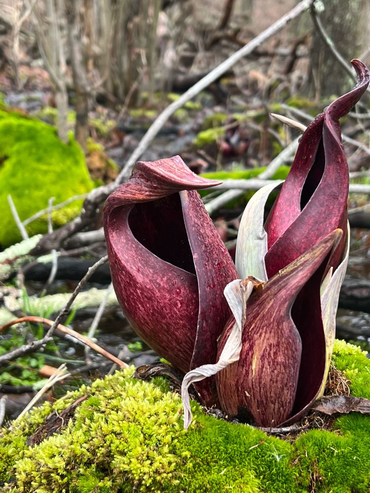 Three magenta flowers shaped like weird eldritch beings rise from a mound of green moss.