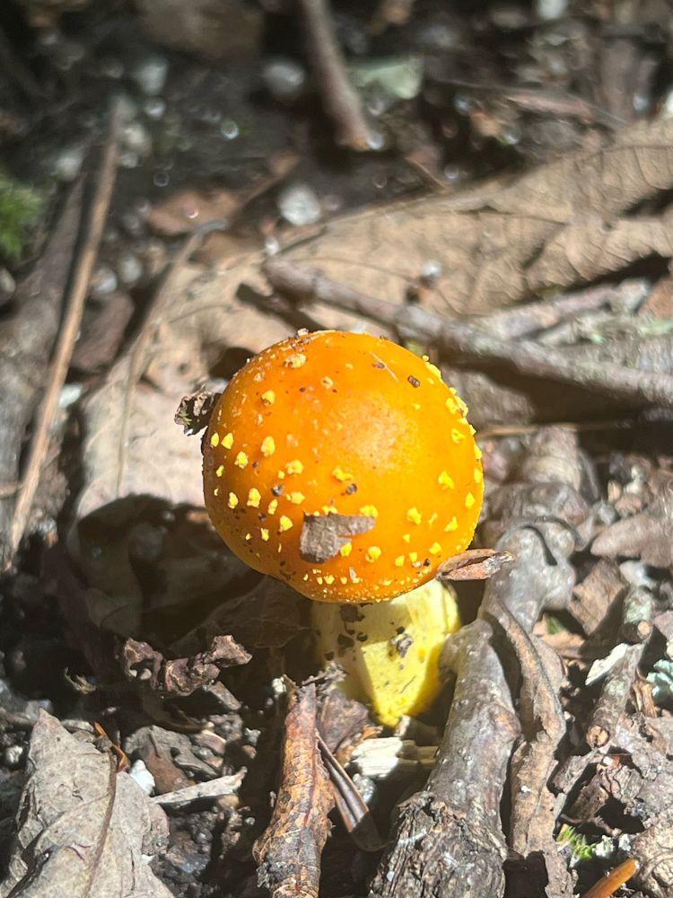 A yellow amanita on the forest floor.
