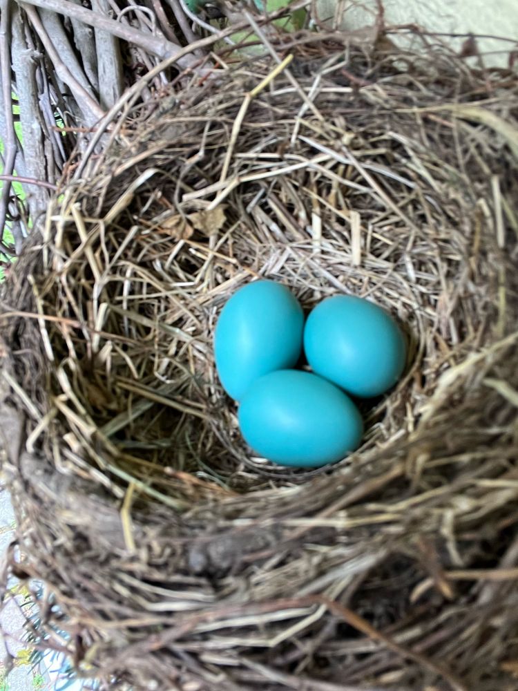 Three beautiful turquoise blue eggs in a nest of twigs and dried grass.