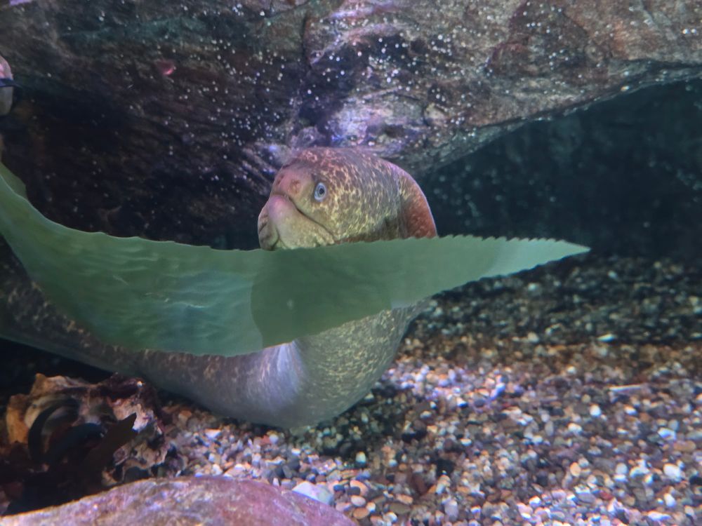 an eel posing with its chin on a leaf