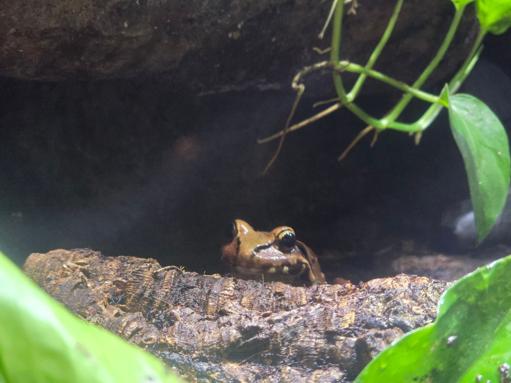 a toad peaking out from his rock hiding spot
