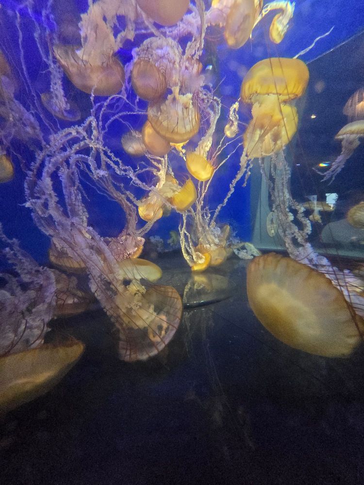 golden and light brown jellyfish. pacific nettles.