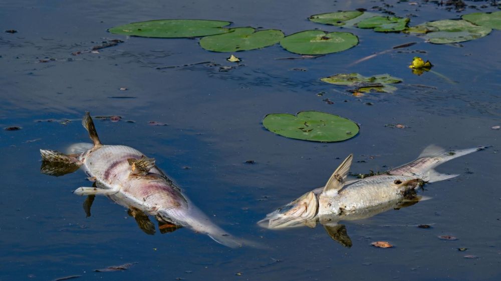 Zwei Jahre nach Umweltkatastrophe: Erneut tote Fische in Oder entdeckt – vermehrt giftige Goldalge festgestellt