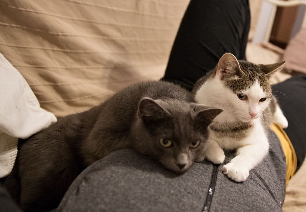 Two domestic shorthairs, Didi (blue) and Dordi (brown mackerel tabby/white).

