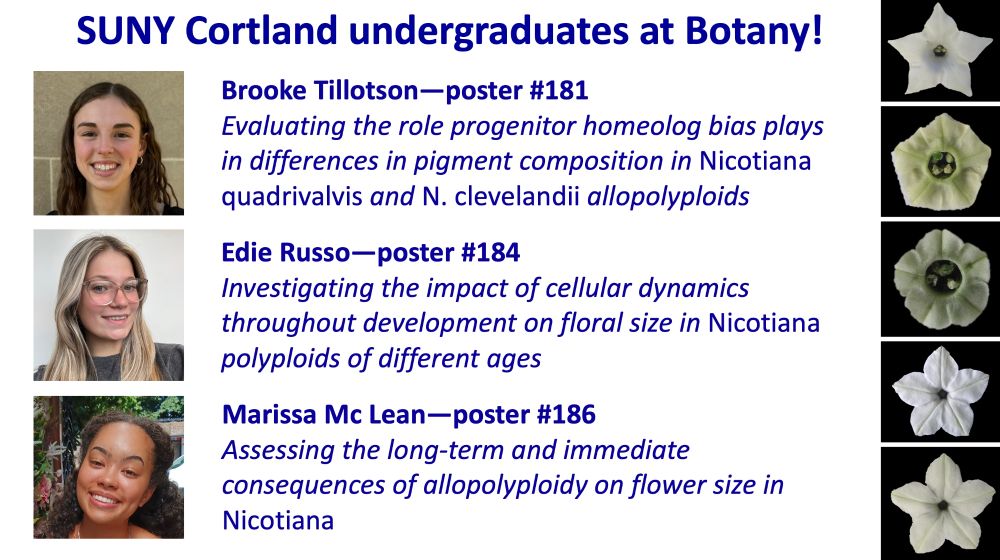 Slide advertising SUNY cortland undergrad posters at Botany 2025 on how polyploidy affects Nicotiana flowers: posters 181, 184, and 186