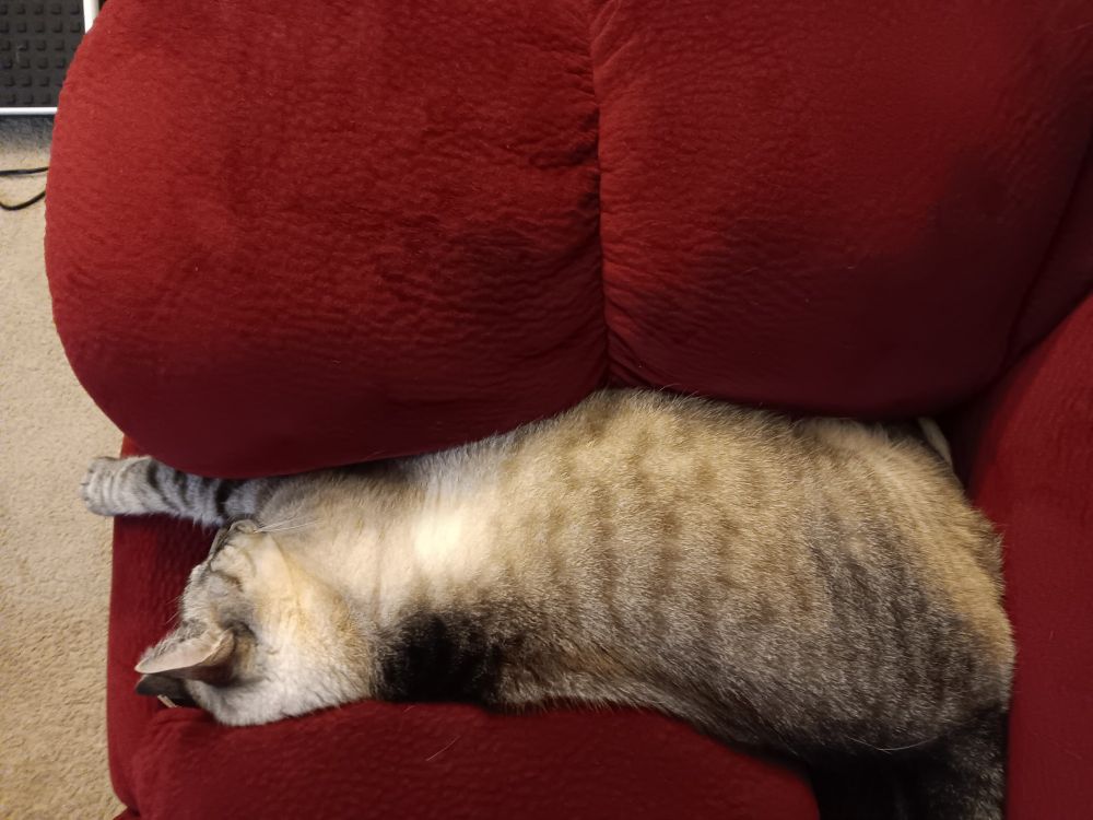 Grey and white striped cat passed out on a red couch.