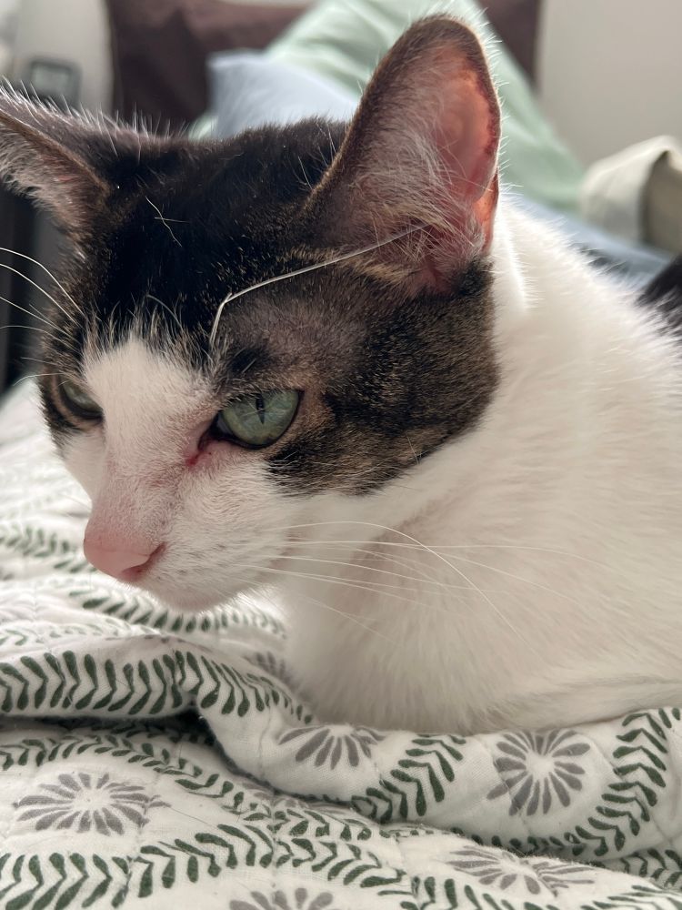 Pinky chilling on the bed