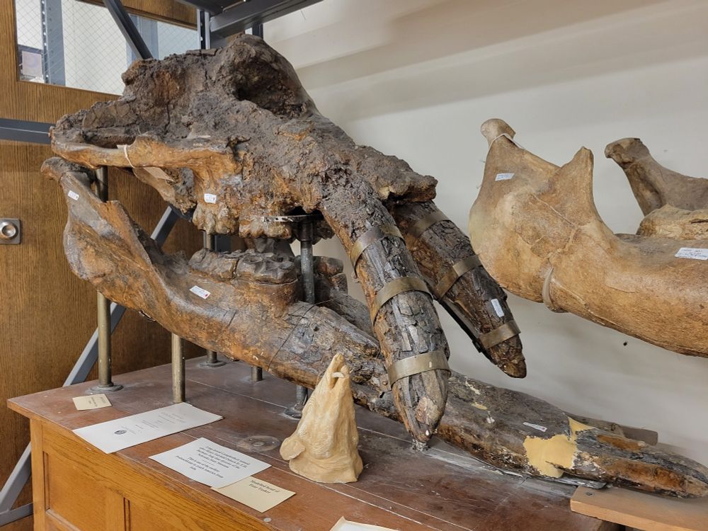 Huge, dark-brown, four-tusked mammal fossil sits mounted on brass pipes.