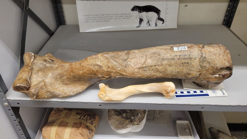 Two bones sit on a grey shelf. A brown humerus is much larger than the small bone-colored one next to it.