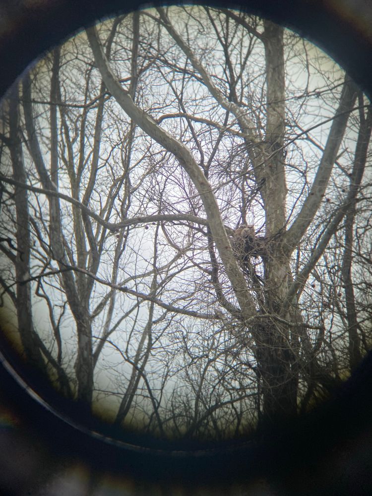 Three great horned owlets seen through binoculars scowl at the camera, supremely fluffy looking. 