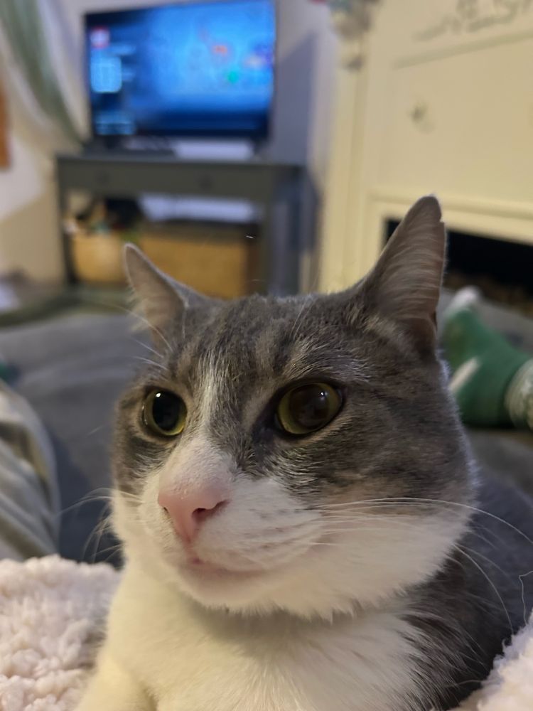 Little Vito, a grey and white cat with big eyes and a fat neck stares off to the side. 
