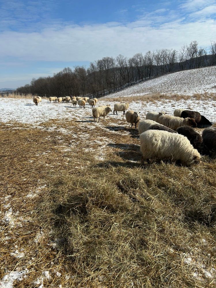 A flock of 20 or so multicolored ewes spread out over a hay covered, snowy hill. 