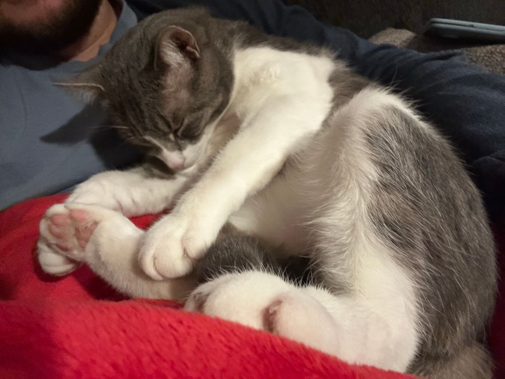 A grey and white cat sleeps with splayed feet in the crook of someone’s arm.