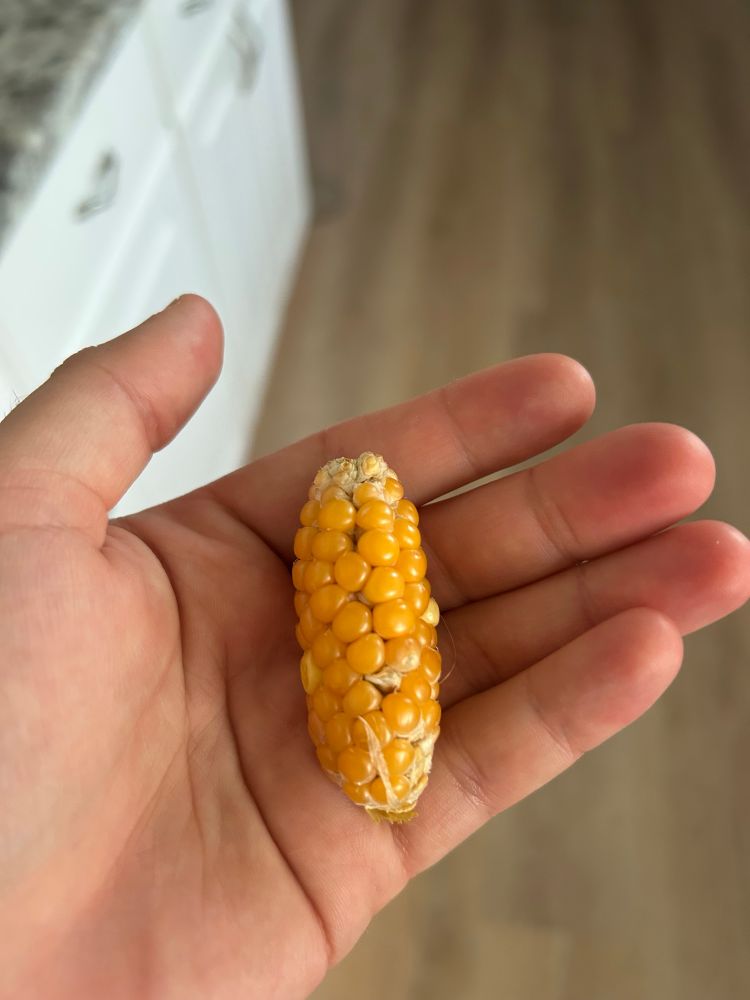 A hand holds a two inch cob of popcorn.