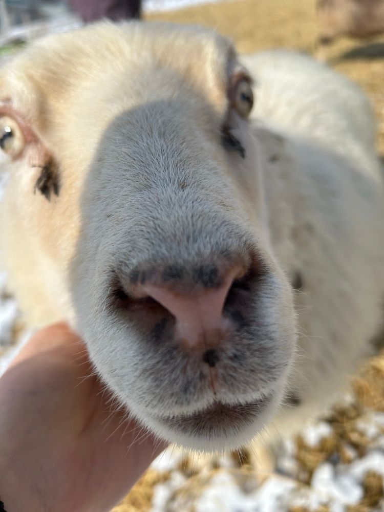 Big pink nose on a big white sheep. 
