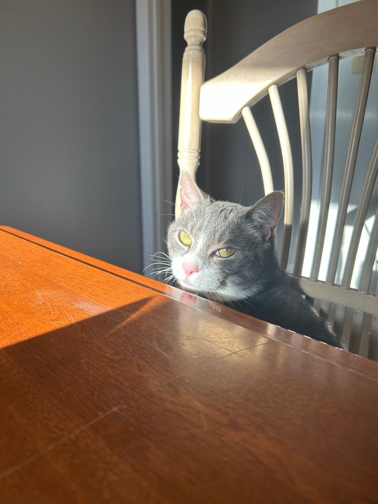 A grey and white cat sits in a chair at a dining room table in a beam of light.